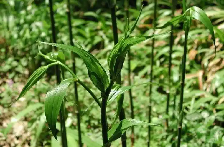 酷似黄精,人称"万寿竹",名字吉利,作用也不小,炖土鸡很滋补