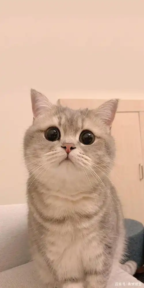 超级可爱的小猫咪