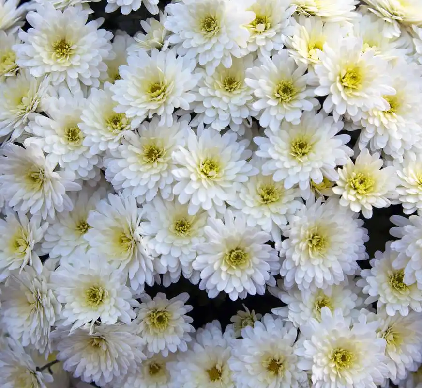 束白花,白菊花花卉壁纸