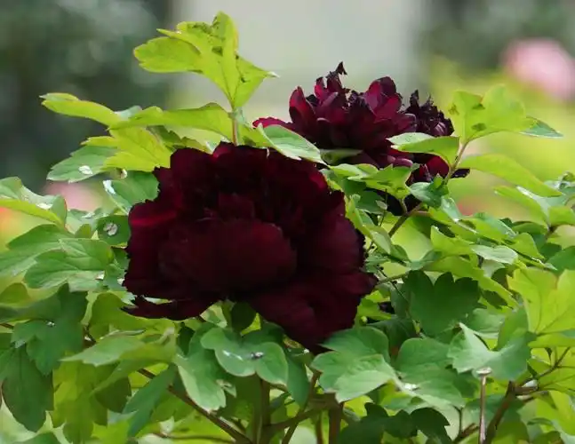 冠世墨玉:1973年菏泽赵楼牡丹园育出