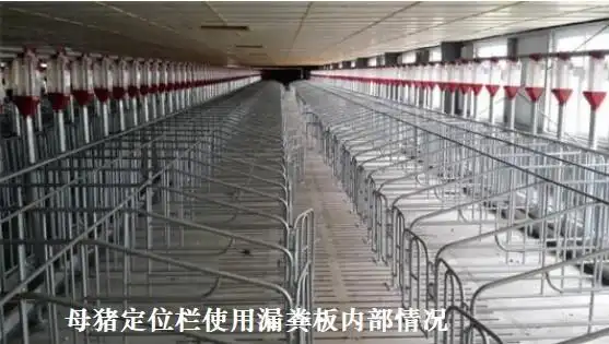 母猪定位栏使用漏粪板内部情况.jpg
