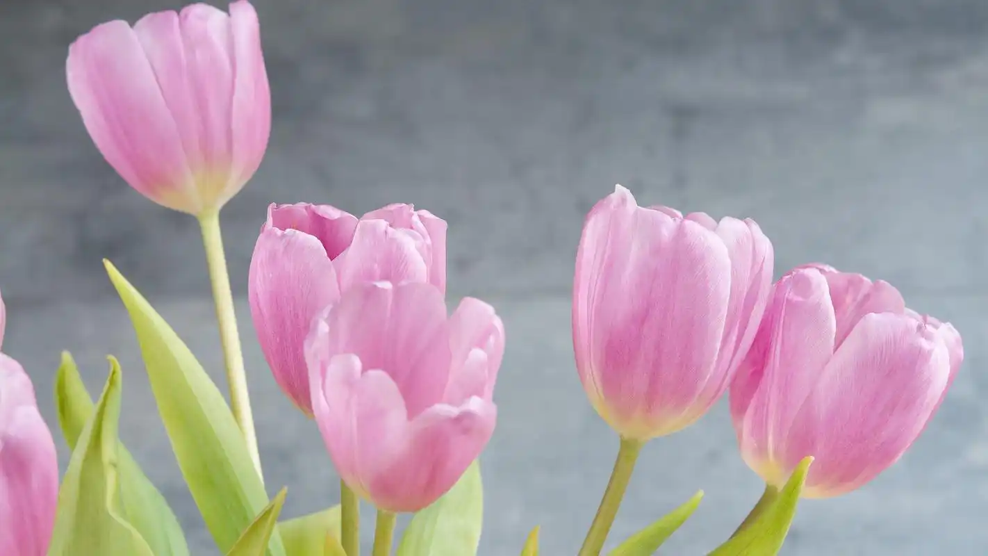 粉色郁金香桌面壁纸