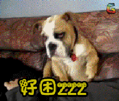 好困萌宠soogifsoogif出品很困gif动图_动态图_表情包下载_soogif