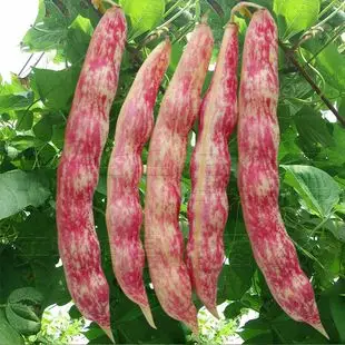 这种豆叫什么?是不是染色的