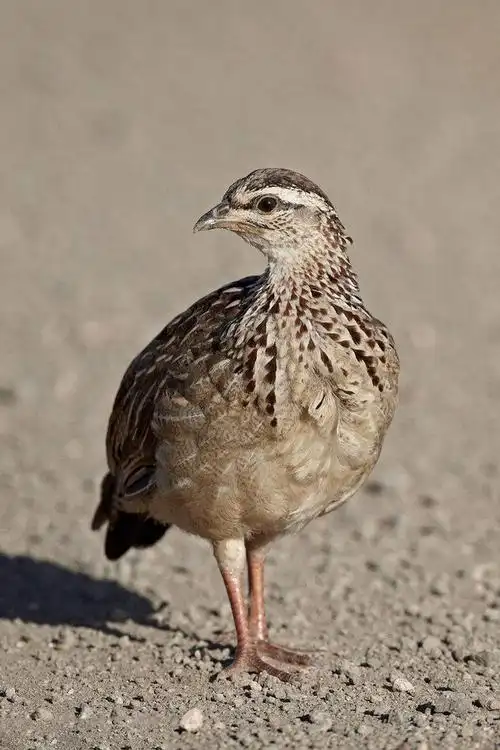 鸡形目·雉科·凤头鹧鸪属:凤头鹧鸪