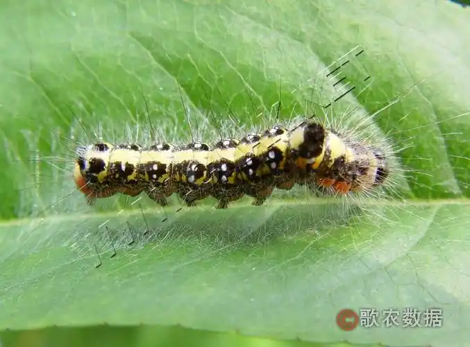 [图1]桃剑纹夜蛾—幼虫