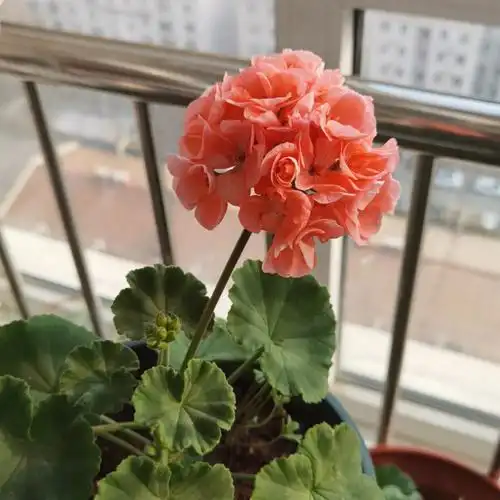 初开的两棵天竺葵