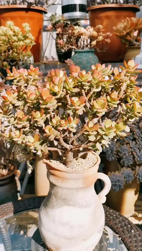 多肉花园姬红花月