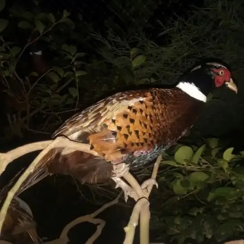 野山鸡 山岭放养 可全国批发销售