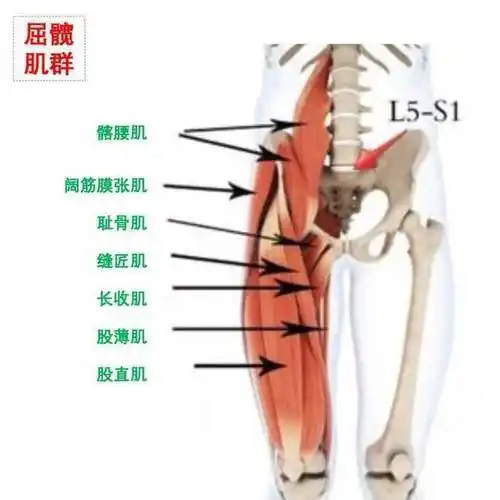当我们缺乏运动并久坐之时,髋屈肌就会长时间处于紧张的状态,抛开髋屈