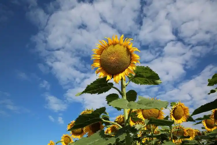 又是一个向日葵盛开的夏天! (原创)