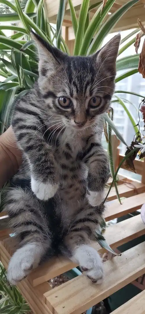 【成都领养】流浪小奶狸花猫,短短白手套