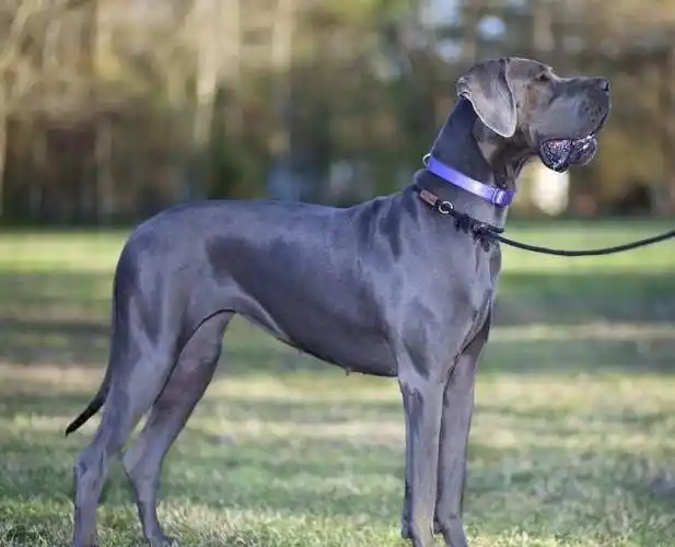 1,大丹犬(英国大乔治)