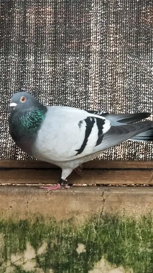 出售澄海强豪陈有志16恒通300公里101名灰三杠母鸽