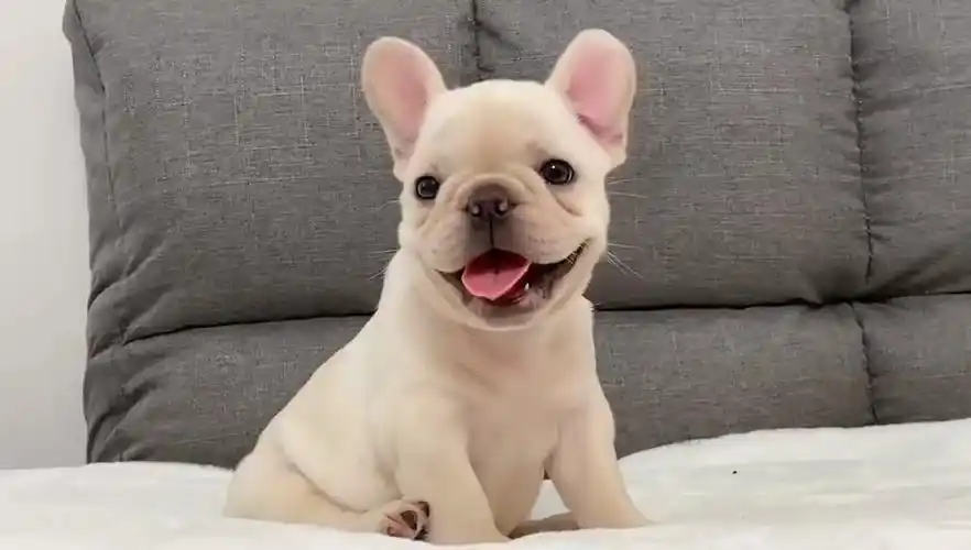 胖嘟嘟小体法国斗牛犬图片