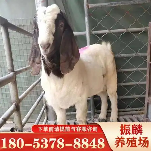 活体羊羔波尔山羊母羊山羊活体小尾寒羊黑山羊活苗-阿里巴巴