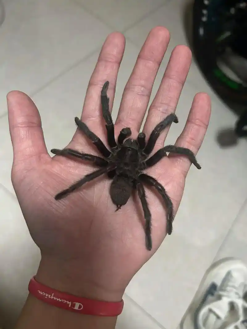 有蜘蛛!大蜘蛛!