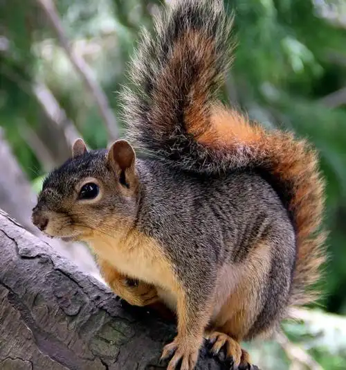 red-tailed squirrel