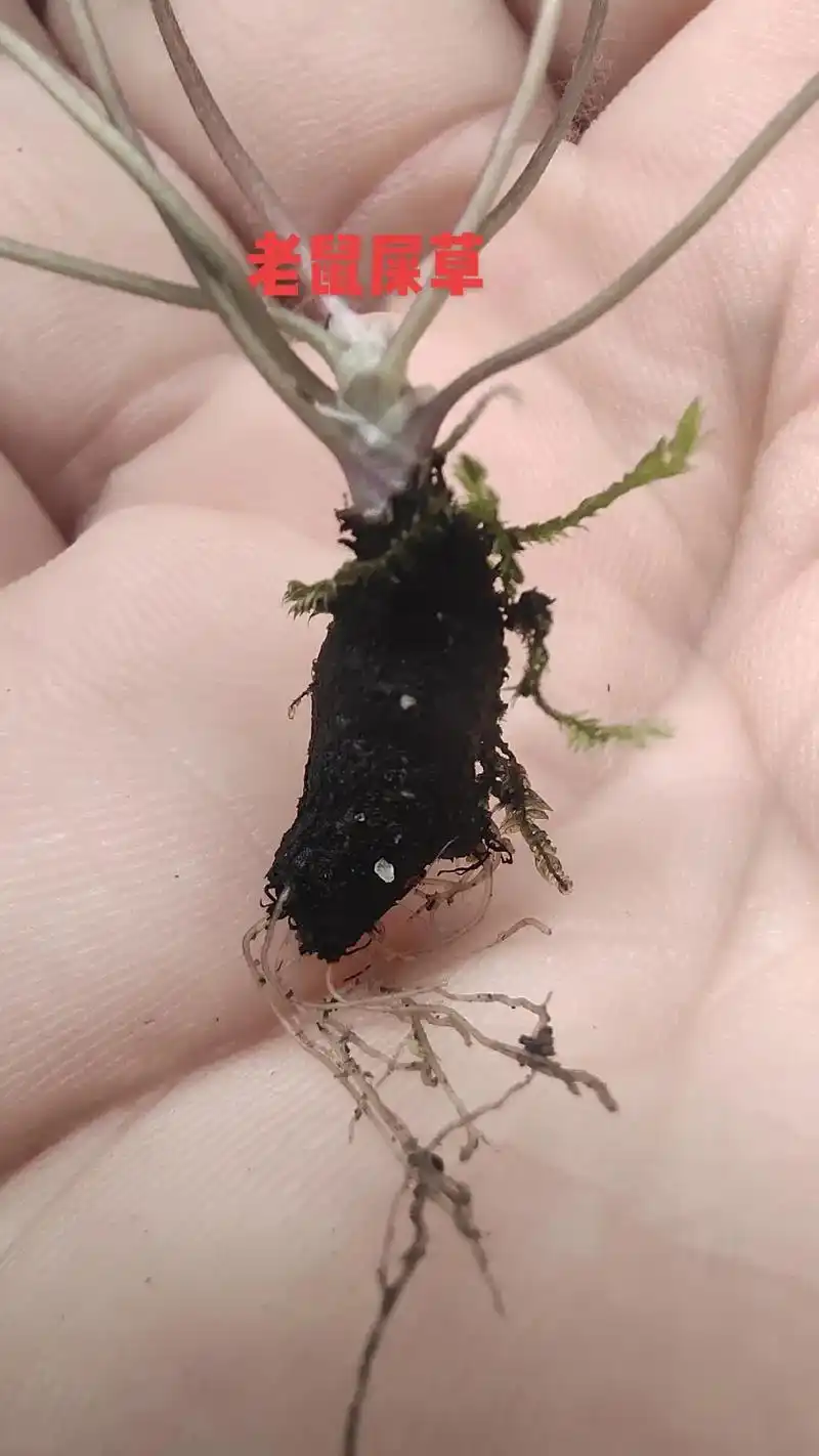 乌溪江《常用草药》之六 →老鼠屎草← #野生植物 #大自然的 - 抖音