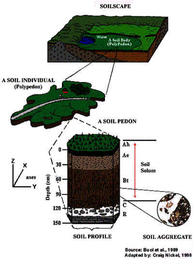 土壤图可分大,中,小 3种;按制图单元反映的内容,结构形式分为土壤类型
