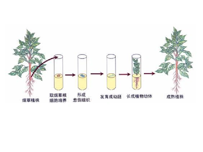 植物组织培养