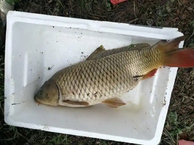 野钓松花湖野生大鲤鱼