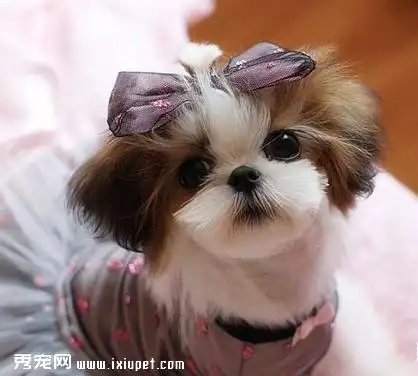 给西施狗穿衣打扮方法大全