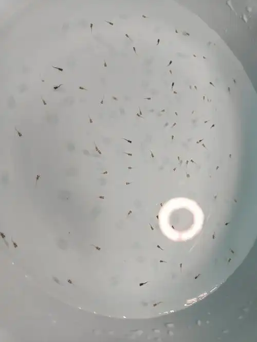 我的孔雀鱼的小宝宝们