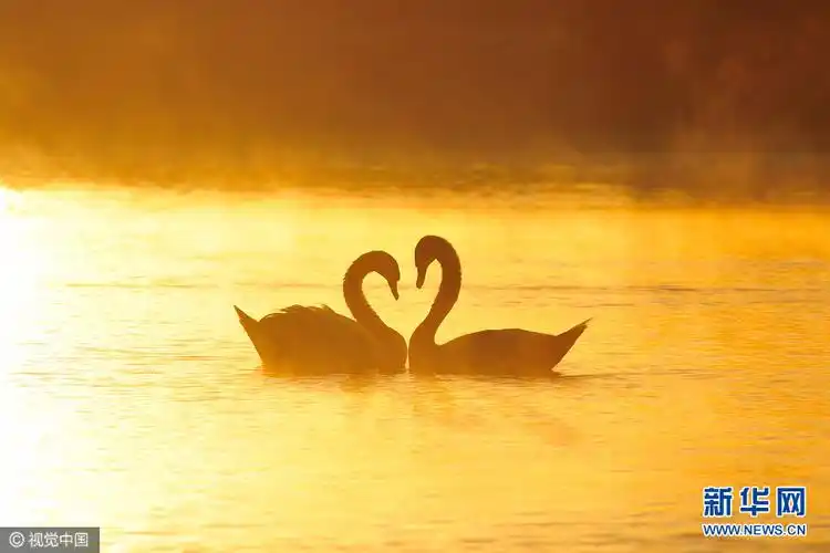 两天鹅互生爱意摆心形美极了