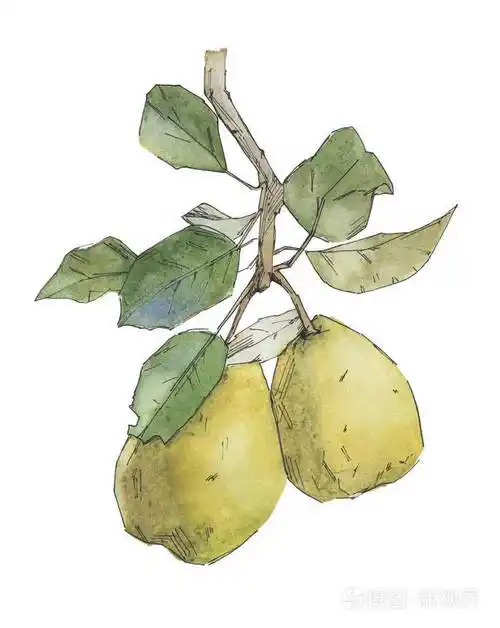 在白色背景上的水彩梨