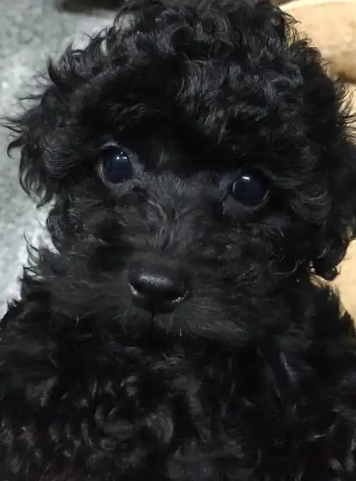 毛色也很多,满足大众审美,但如果你要养泰迪,千万别养黑色的泰迪,因为