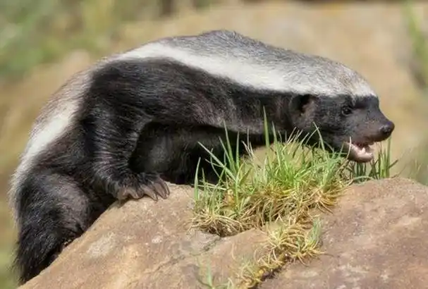 它就是蜜獾(mellivora capensis),人们也称它为"平头哥"