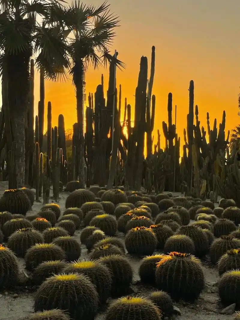 超大面积的仙人掌园林 一定要从西门进 - 抖音