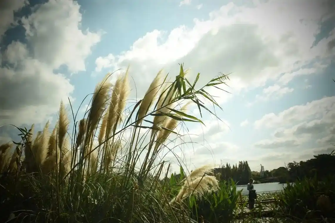 上海的特色湿地公园