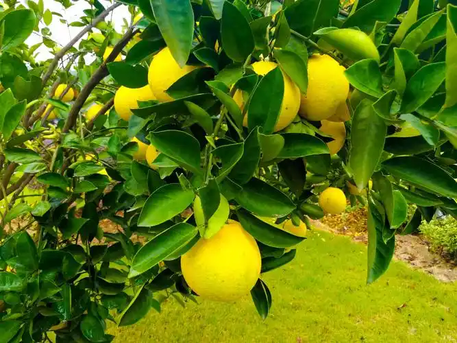 果园里有十几个品种的果树,一年四季都有果子采摘,更是拍摄人文婚纱照