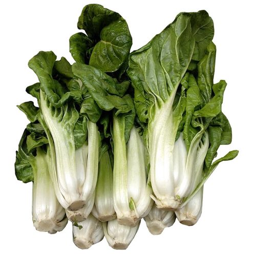 zxc牛皮菜飘儿白新鲜农家菜厚皮菜可凉拌叶菜瓢儿菜青菜南方时令蔬菜