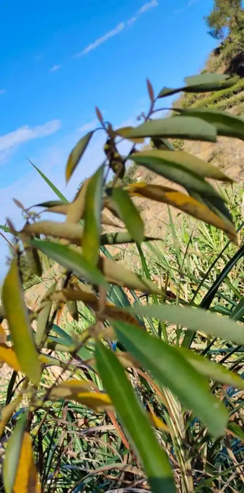 全身是宝的山苍树