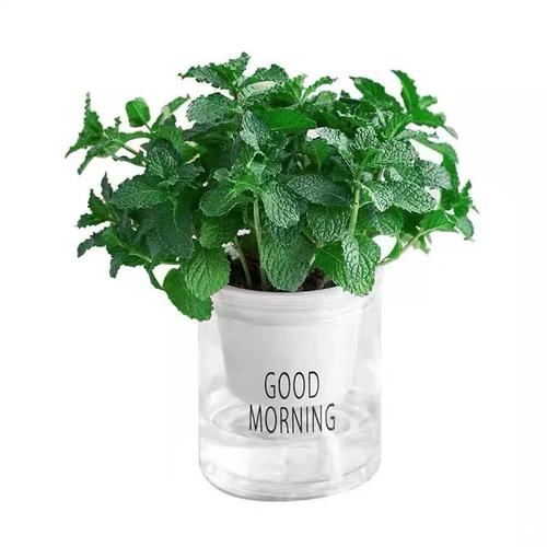 柠檬薄荷盆栽水培薄荷叶新鲜可食用迷迭香驱蚊草植物室内绿植花卉