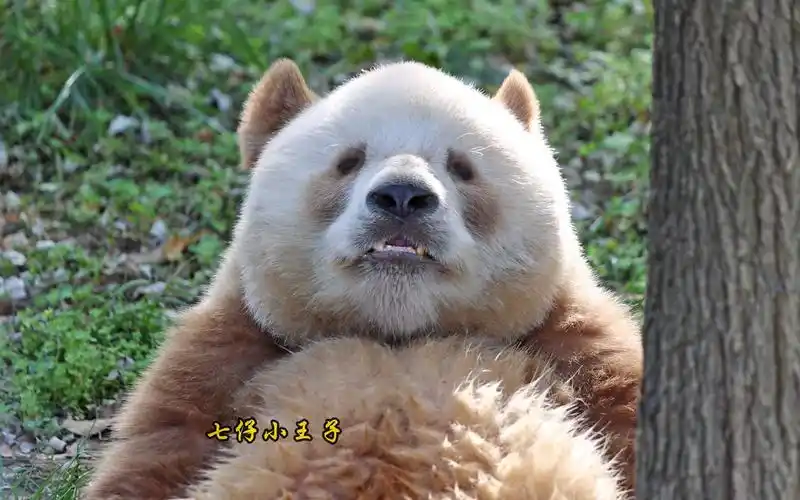 七仔:超级可爱蓬蓬脸,闭目养神的巧克力熊