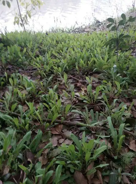 有一种野菜别名叫苦丁是什么样