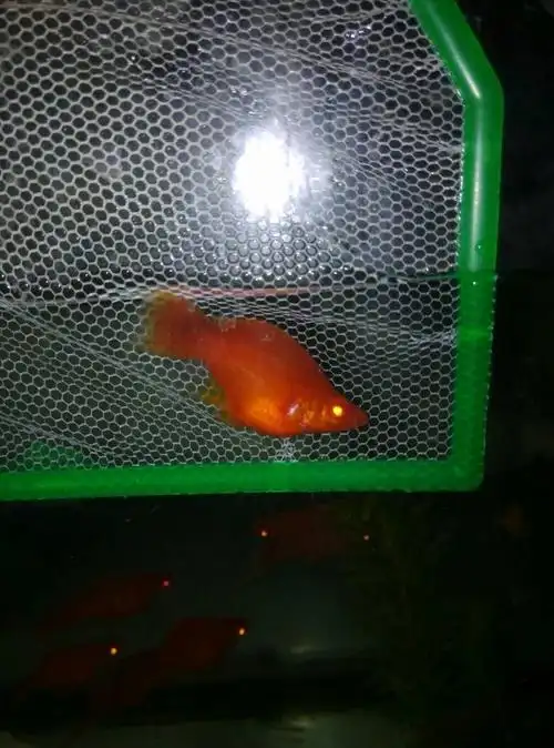 谁知道这是啥鱼啊 肚子一直这么大