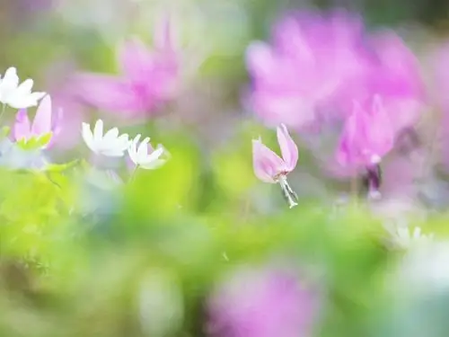 求深景深照片!内有图例.