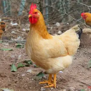 河田鸡小母鸡龙岩新罗农户散养一年1000g-1500g整只白条顺丰包邮