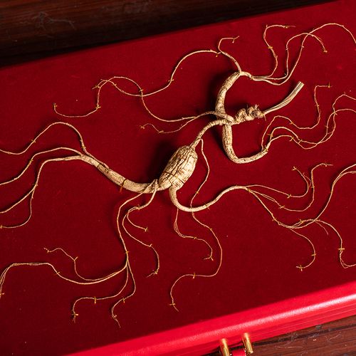 东北野山参长白山移林下参野生鲜老人参一等礼盒灵阳人叁正品泡酒