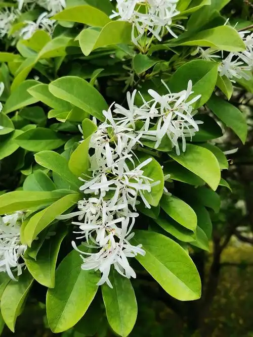 南园有两种流苏树,一种花瓣比较宽,叶子偏厚,略带革质.如图.