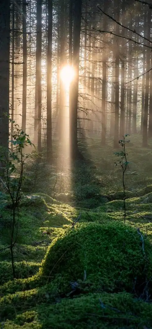 灿烂干净阳光的背景图2