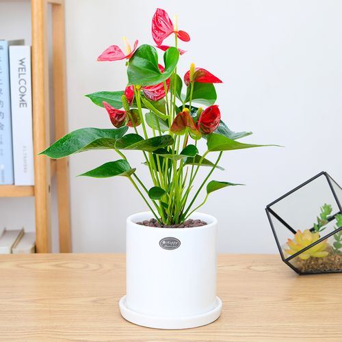 红掌鸿运当头盆栽四季开花办公桌面花卉室内客厅办公室绿植