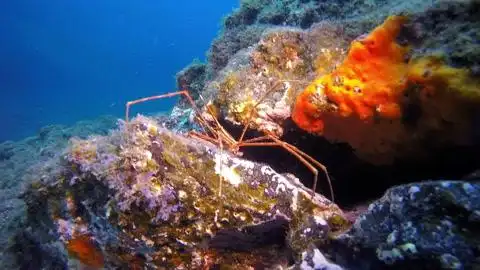 大西洋海底的海蜘蛛