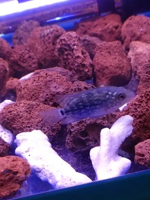 跪求大神看看这火凤苗咋样