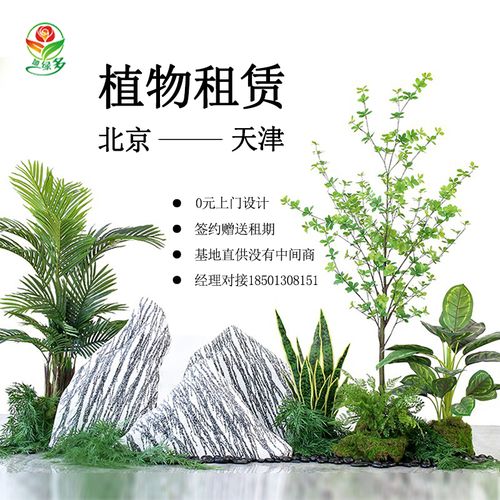 绿植租摆北京园艺公司办公室租大型花卉植物盆栽室内观赏绿植租赁